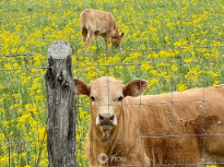 Wildflowers and Calves
