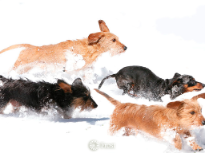 Dachshunds Running in Snow