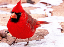 Cardinal in the Snow