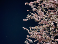 Peach Blossoms in the Night Sky