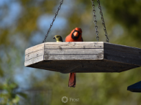 Northern Cardinal and Lesser Goldfinch