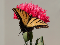 Tiger Swallowtail on Poppy