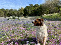 Biscuit in Wildflowers