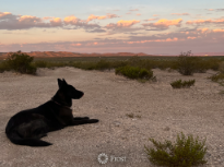 Cinder in the Chihuahua Desert