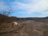 Wild Horse in Big Bend