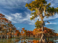 Cypress King