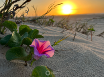 Beach Morning Glory