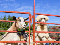 A Goat and a Dog
