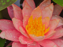 Lilly After Morning Rain