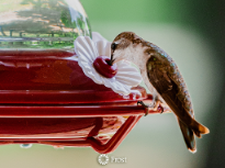 Hummingbird Feeding