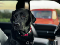 Driving Partner