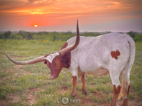 Sunset Longhorn