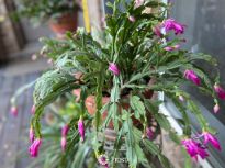 Christmas Cactus in Bloom