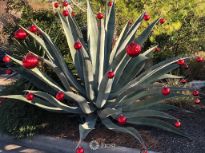 Christmas Agave