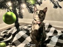 Christmas Spirits With Oreo