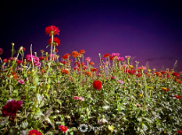 Flowers At Dusk