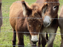 Donkeys