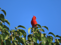 Tree Top Cardinal