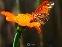 Gulf Fritillary Butterfly