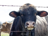 Curious Cow