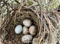 Cardinal Eggs