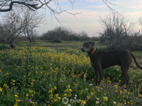 A dog in field of wildflowers