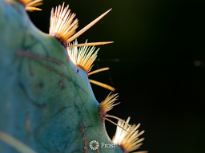 Close up of Cactus on Trails