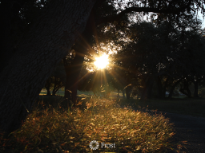 A Rising Sun