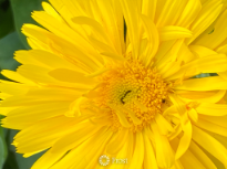 Golden Yellow Flower