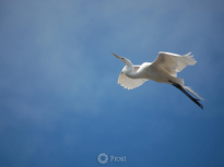 Crane In Flight