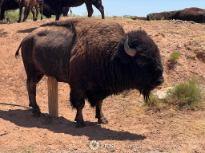 Roaming Bison