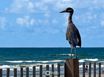 Yellow Crowned Night Heron