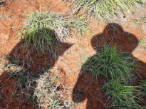 Shadows Of the Young Cowboys