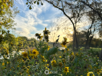 Wild Flowers Off the Brazos