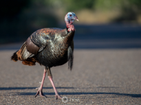 Wild Turkey