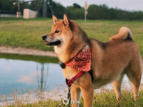 Shiba Inu