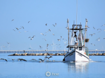 Shrimp Boat Coming In
