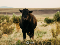 Passing a Ghost Town