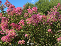 Flowers In My Front Yard