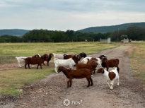 Goats Of Leakey