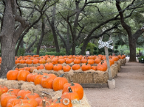 Pumpkin Patch at Milberger Nursery