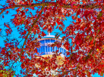 How Beautiful Leaves Grow Old