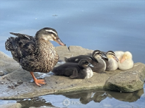 Duck Family