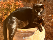 Clyde The Halloween Cat