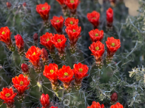 King Cup Cactus