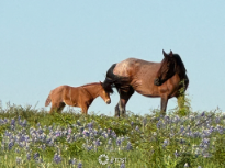 Baby And Mama