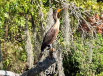 Double Crested Cormorant
