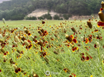 Beautiful Texas Landscape