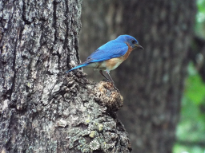 Bluebird