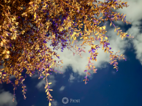 Live Oak Under Fall Evening Sky